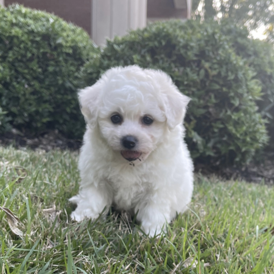 comprar cachorros sanos, baratos y asequibles para la venta